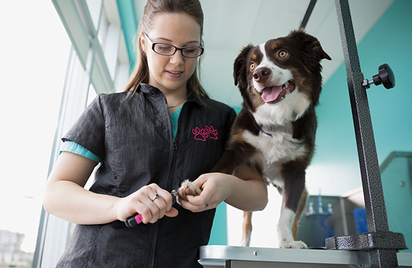 D&C Mobile Dog Grooming West Palm Beach